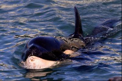 Orca é encontrada encalhada com sete lontras na barriga