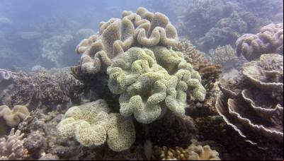 Ondas de calor: impactos são maiores no fundo dos oceanos