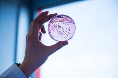 Cientistas se unem na luta contra superbactérias resistentes a antibióticos