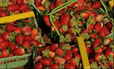 Festa do Morango em Brazlândia reúne tradição, lazer e doçura
